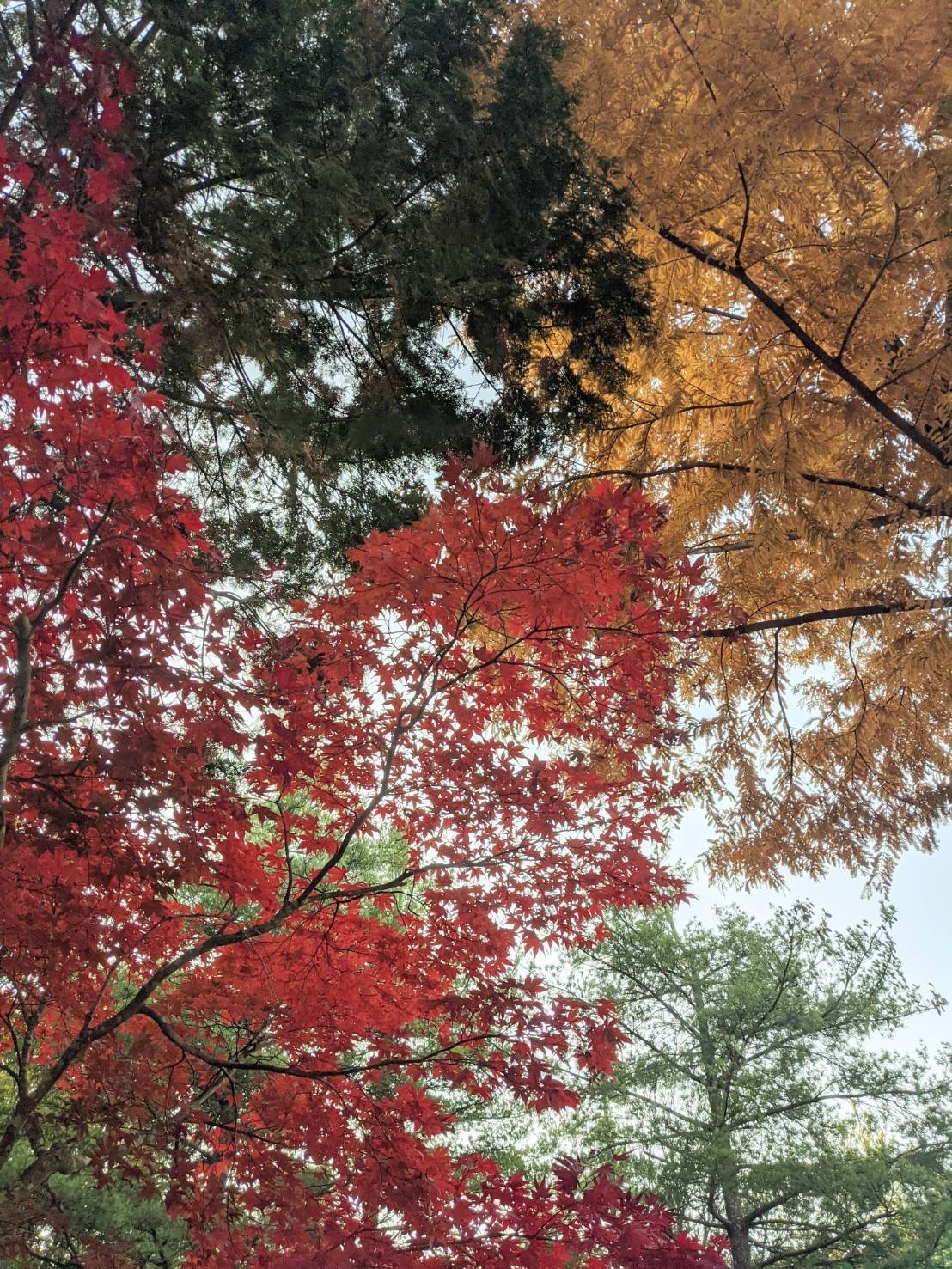 能勢温泉キャンプ場　紅葉
